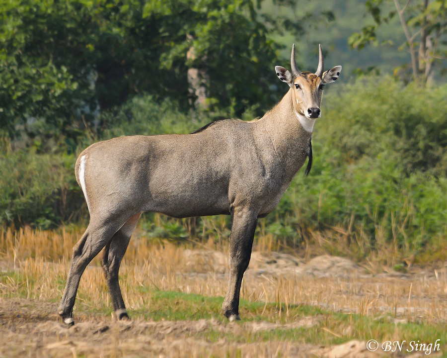 Bishnoi Community Protests Against Government's Nilgai Culling Decision