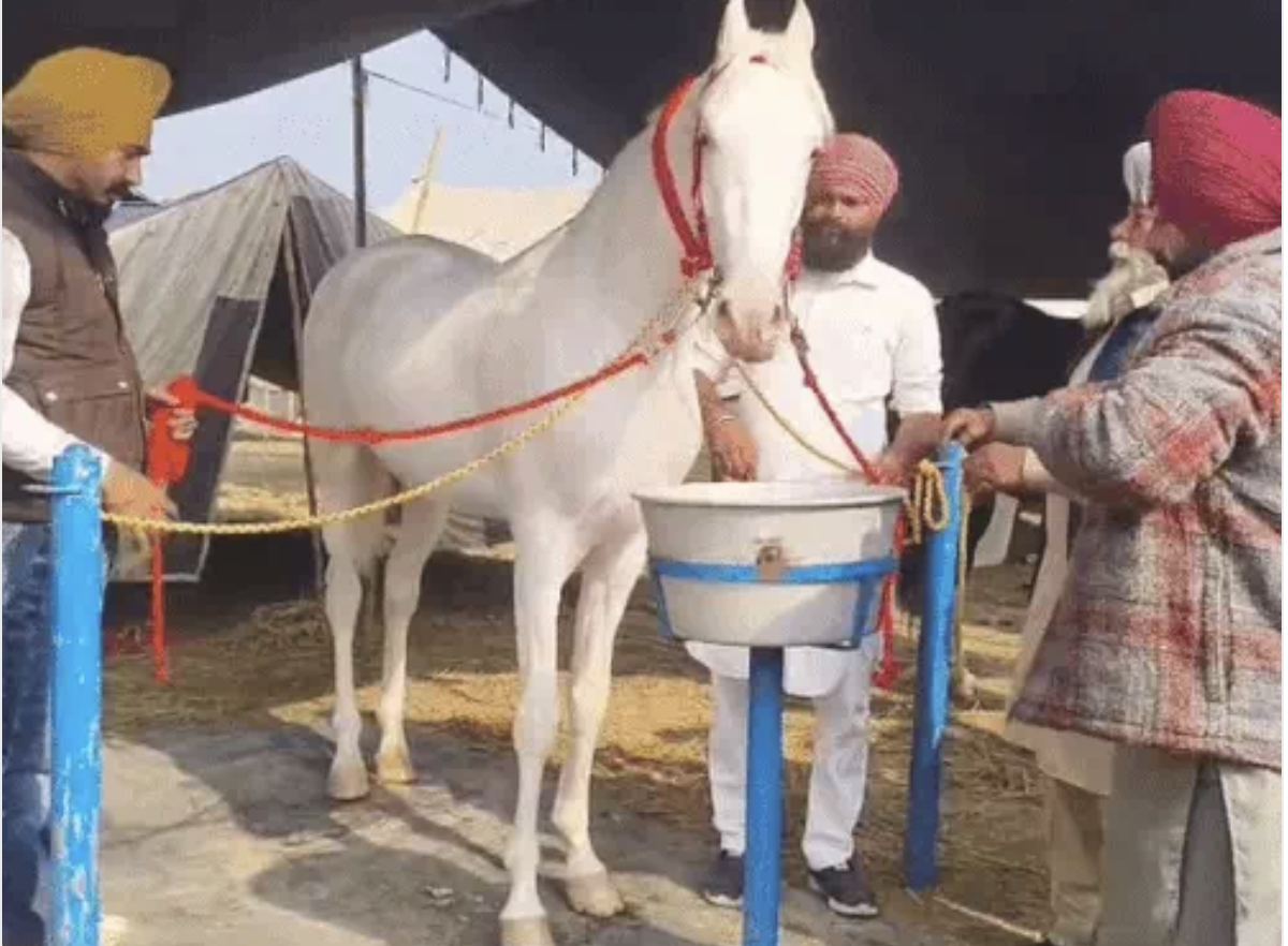 ₹1 Crore Marwari Horse from Punjab Steals the Spotlight at Kurukshetra Cattle Fair