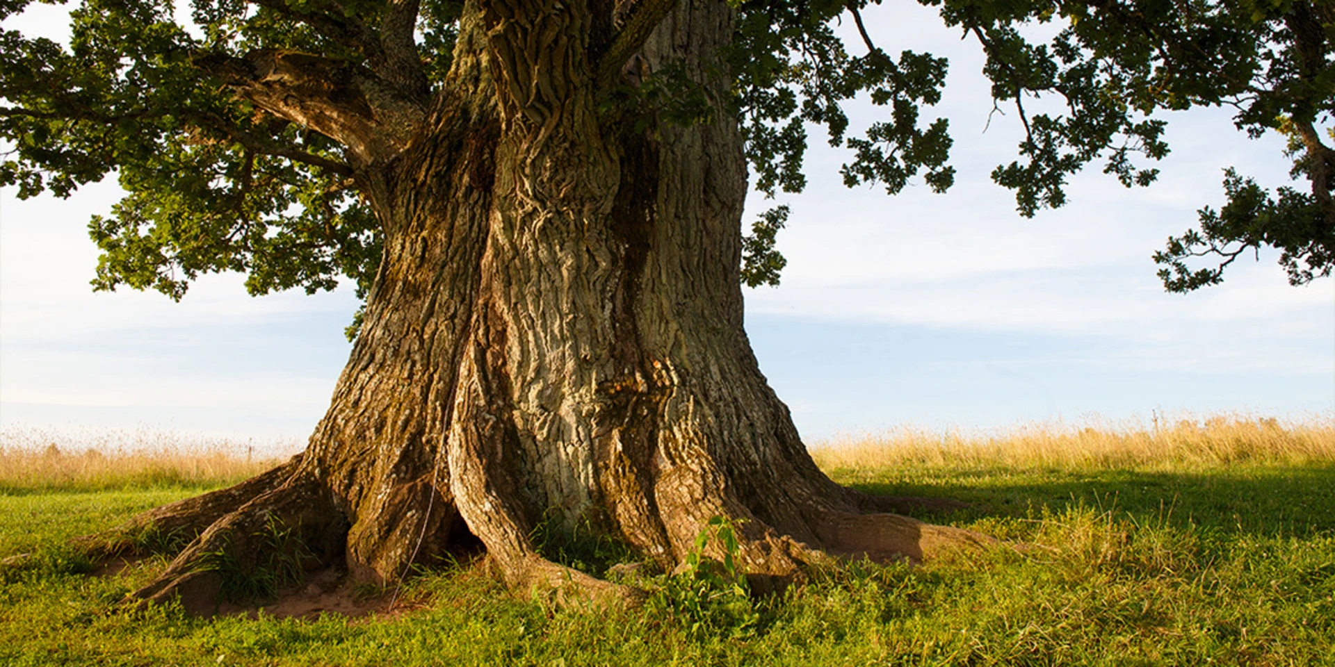 Haryana Gives Rs 3,000 Annual Pension to 75-Year-Old Trees