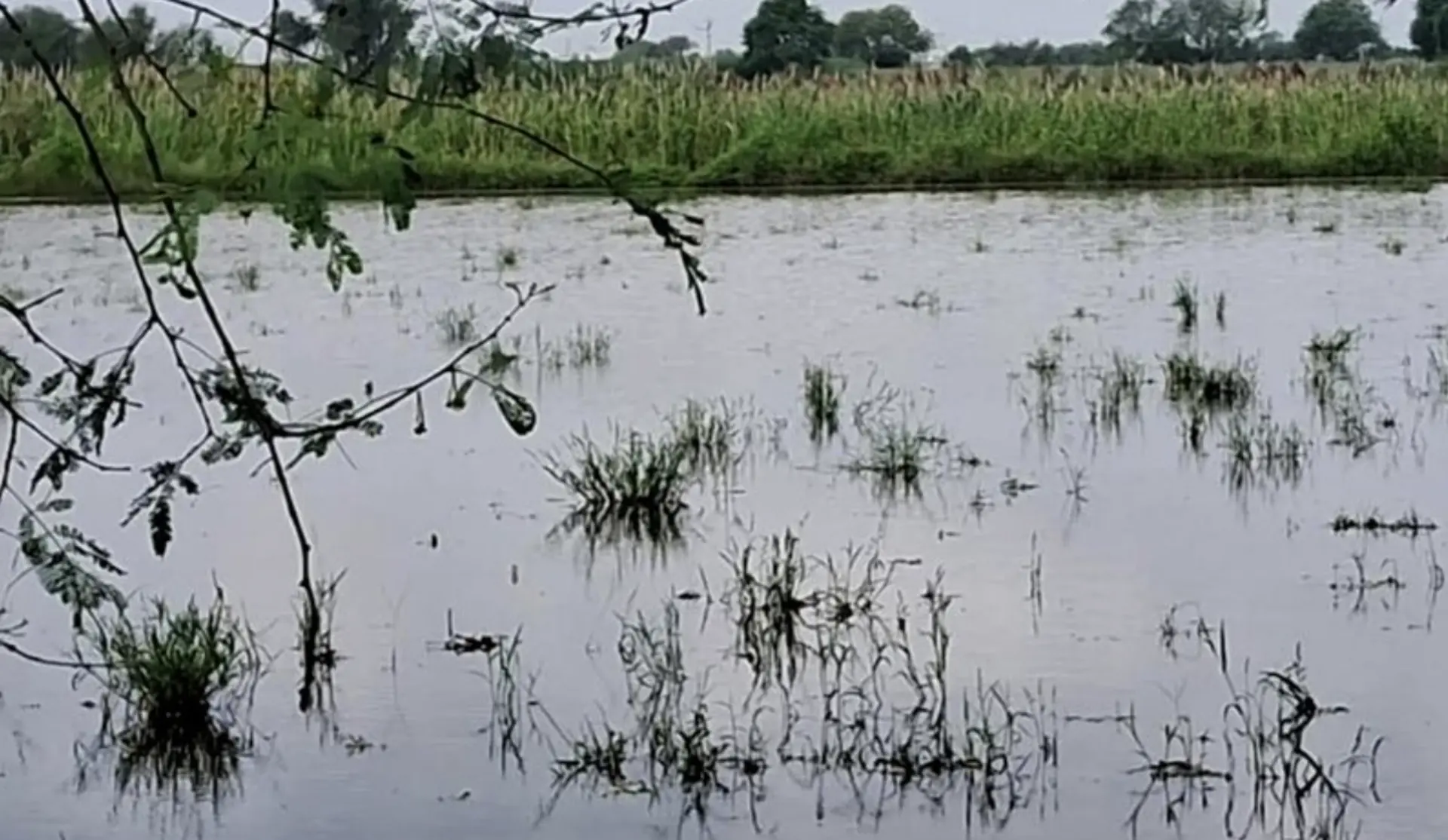 107 Rewari Villages Hit by Waterlogging as District Opens Portal for Crop Loss Claims