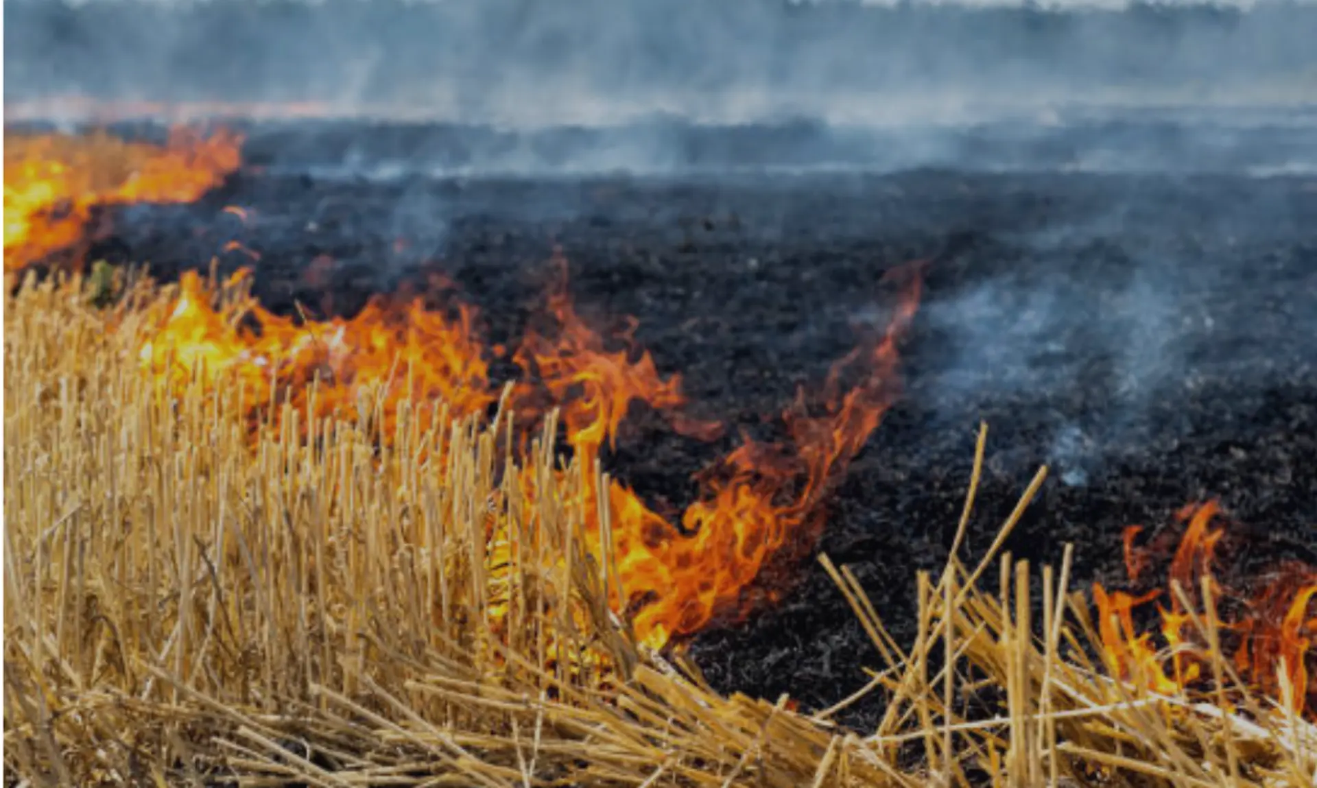 Haryana Battles Rise in Stubble Burning as Harvest Season Begins