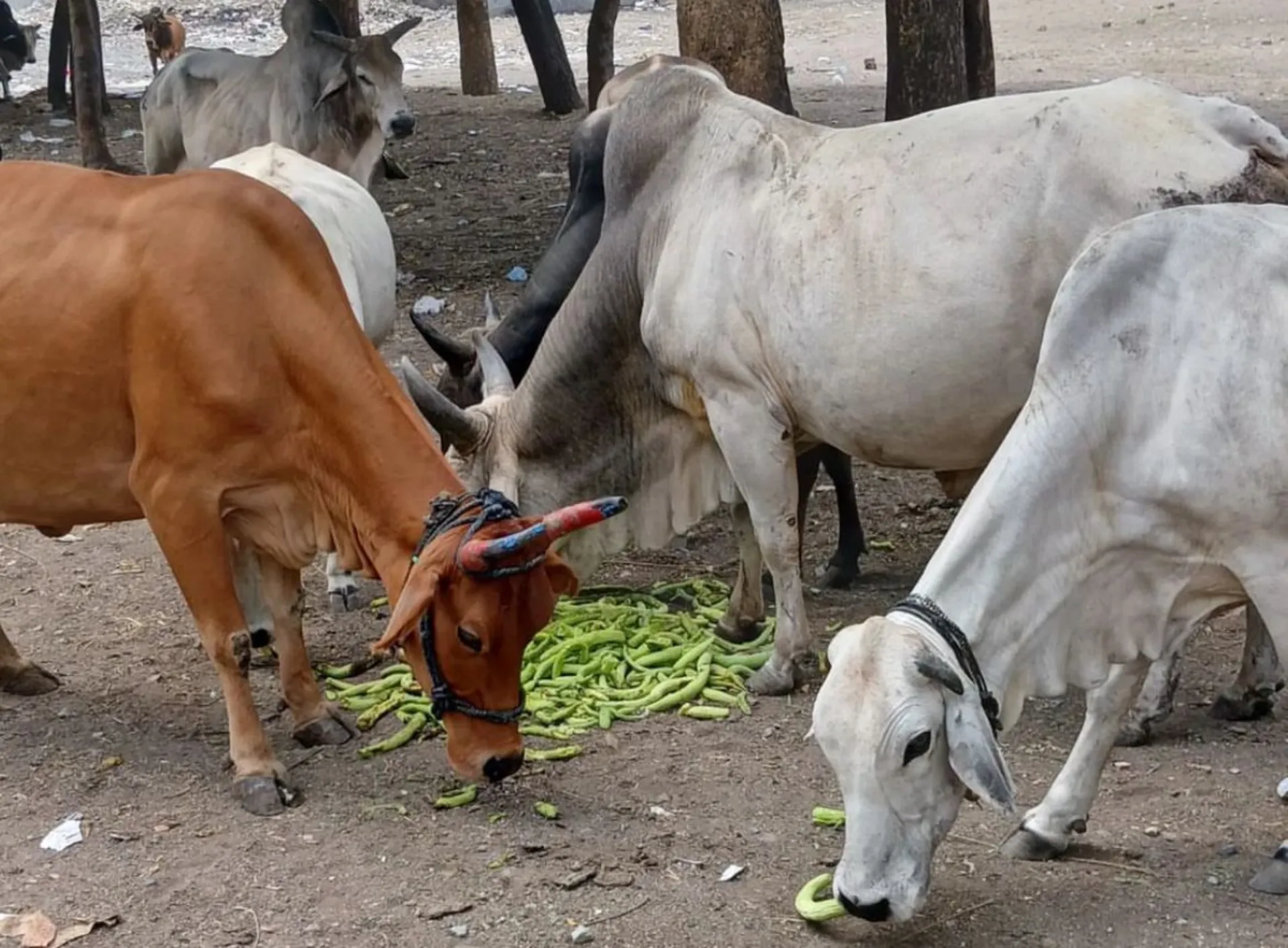 Haryana's Stray Cattle Crisis: Government's Failure Exposed as Elections Loom