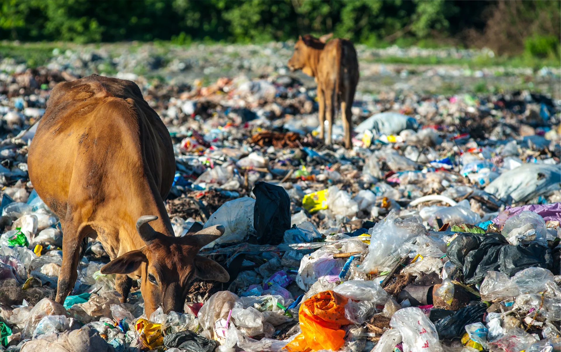 Haryana Cracks Down on Plastic Pollution, 1,849 Challans Issued in 4 Weeks