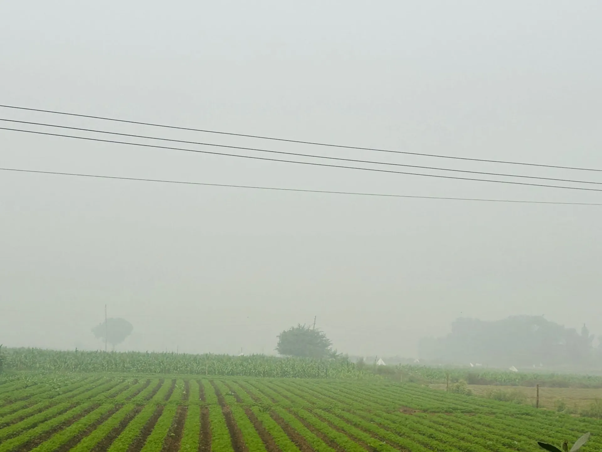 Cold Wave Intensifies in Haryana as Eight Cities Battle Severe Air Pollution