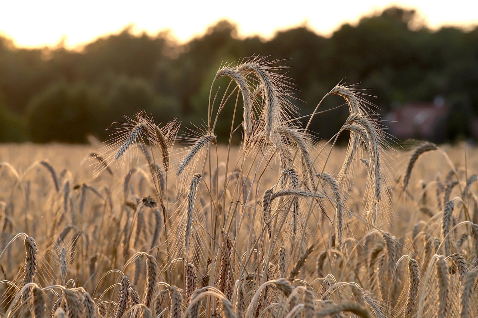 Haryana Announces Rs 3,600 Per Acre Subsidy for Wheat Farmers